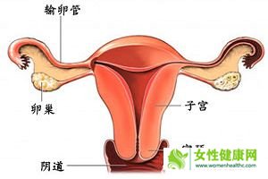 输卵管粘连的女性会有什么样的症状